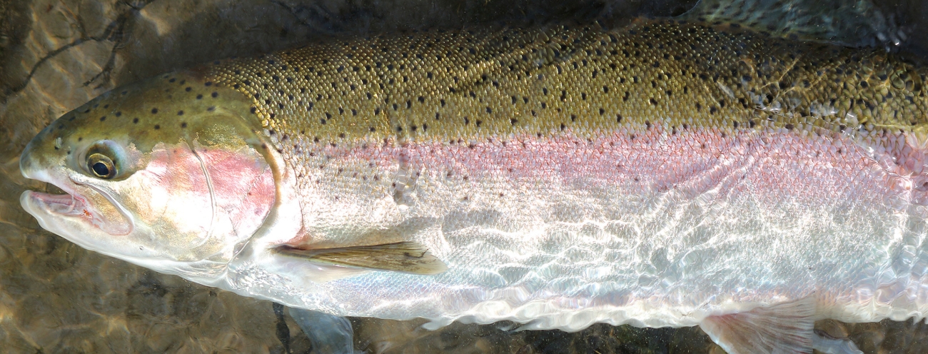 Steelhead fish sale